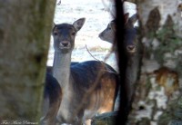 /album/bildgalleri/dovhjort-4-jpg/