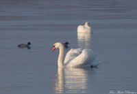 /album/bildgalleri/svan-1-jpg/